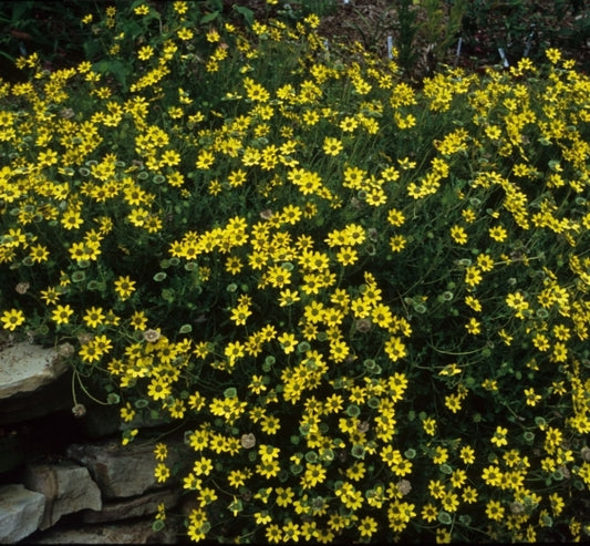 Image of Berlandiera subacaulis|Juniper Level Botanic Gdn, NC|JLBG