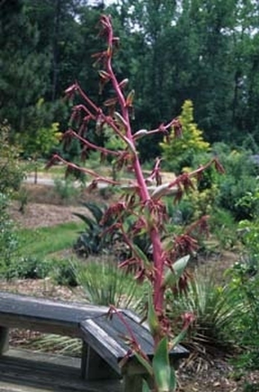 Image of Beschorneria septentrionalis x decosteriana|Juniper Level Botanic Gdn, NC|JLBG