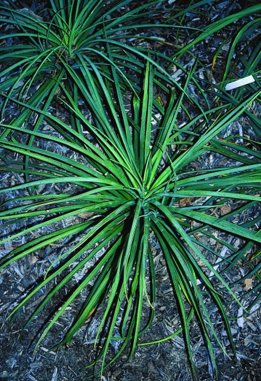 Image of Beschorneria sp. Queretaro coll. #73-80|Juniper Level Botanic Gdn, NC|JLBG