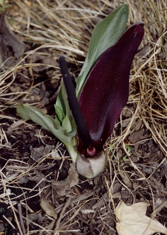 Image of Biarum bovei|Juniper Level Botanic Gdn, NC|JLBG