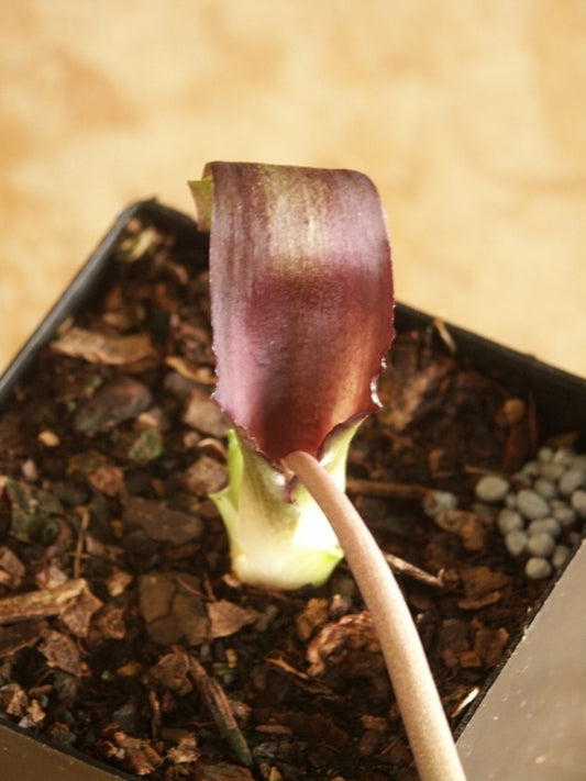 Image of Biarum tenuifolium|Juniper Level Botanic Gdn, NC|JLBG