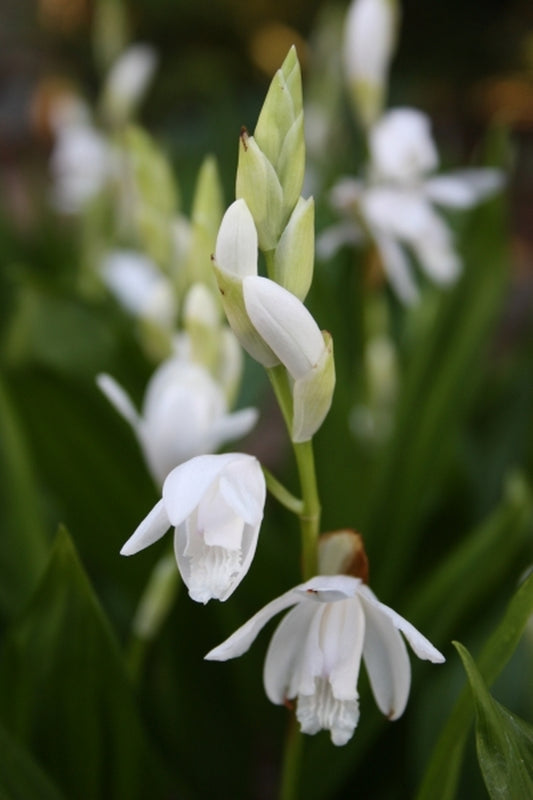 Image of Bletilla striata 'Alba'|Sauls Road|