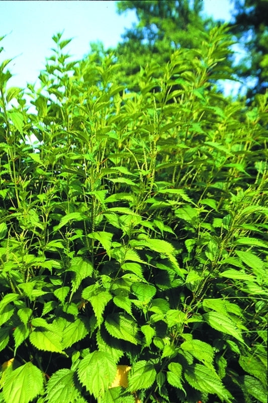 Image of Boehmeria sieboldiana|Juniper Level Botanic Gdn, NC|JLBG