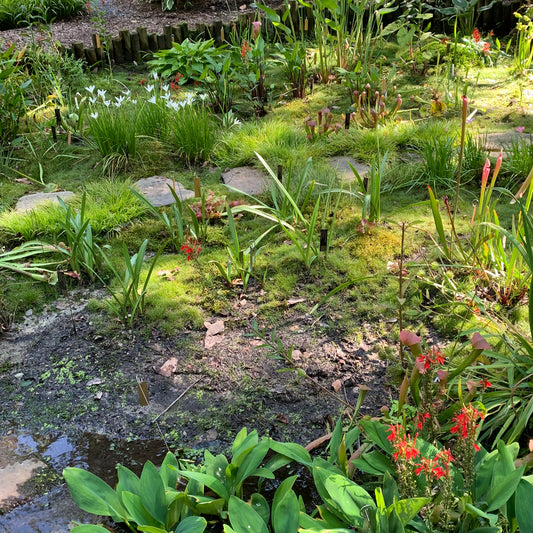 Build Your Own Bog Garden