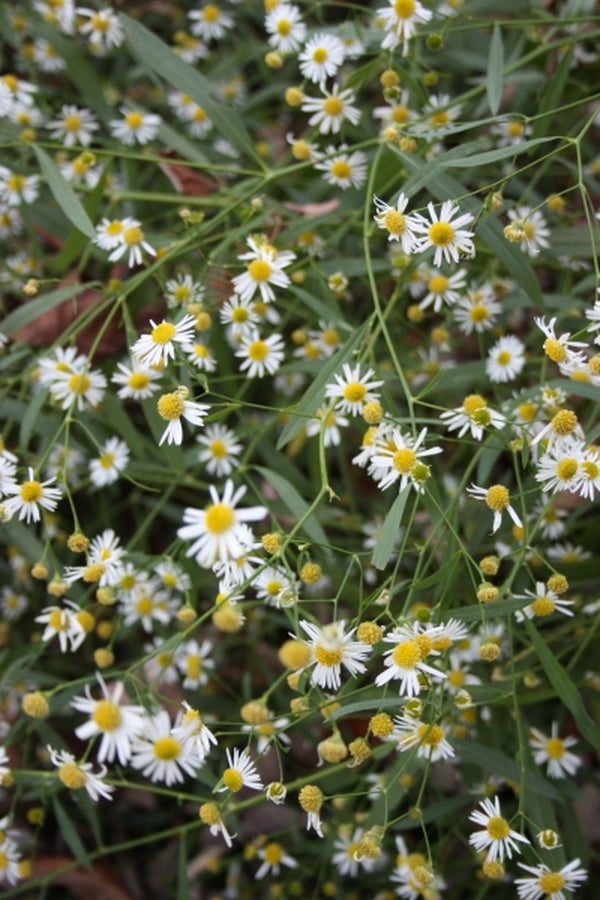 Image of Boltonia apalachicolensis|Juniper Level Botanic Gdn, NC|JLBG
