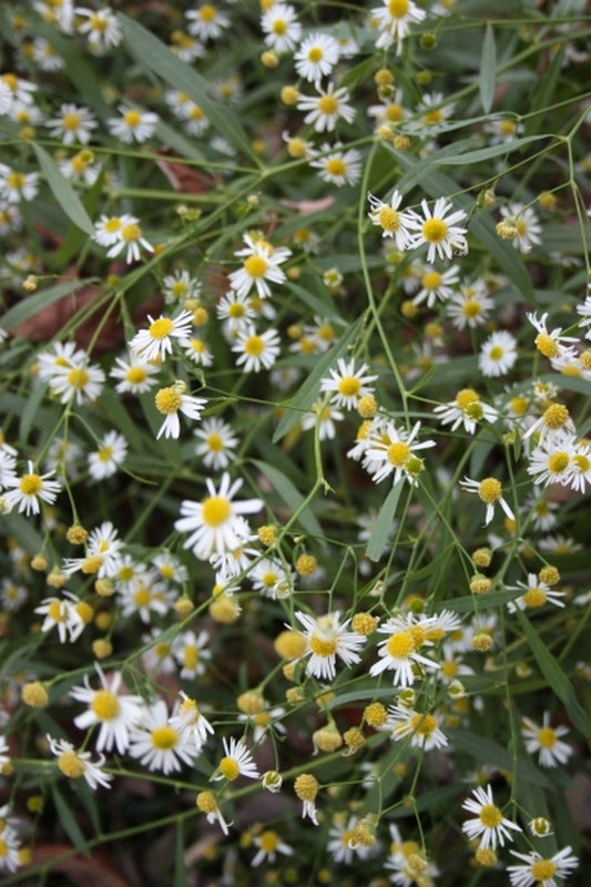 Image of Boltonia apalachicolensis|Juniper Level Botanic Gdn, NC|JLBG