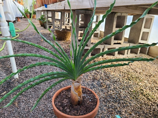 Image of Boophone disticha 'Friller'taken at Juniper Level Botanic Gdn, NC by JLBG