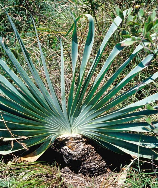 Image of Boophone distichataken at Potter Farm, Stutterheim South Africa