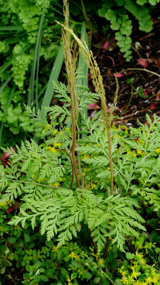 Image of Botrypus virginianustaken at Juniper Level Botanic Gdn, NC by JLBG