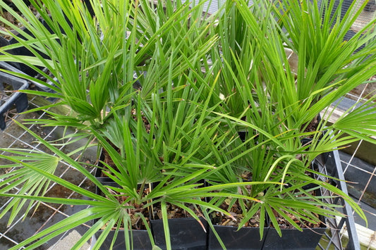 Image of Brahea sp. nov. 'Super Silver'||