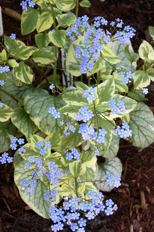 Image of Brunnera macrophylla 'King's Ransom' |Juniper Level Botanic Gdn, NC|JLBG