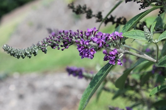 Image of Buddleia 'Blue Chip Jr.' PP 26,581|Juniper Level Botanic Gdn, NC|JLBG