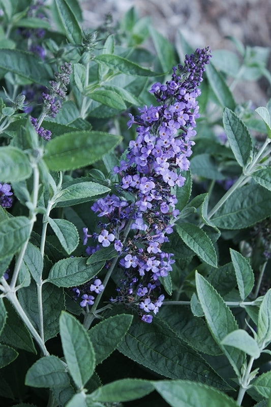 Image of Buddleia 'Blue Heaven' PP 22,069|Juniper Level Botanic Gdn, NC|JLBG