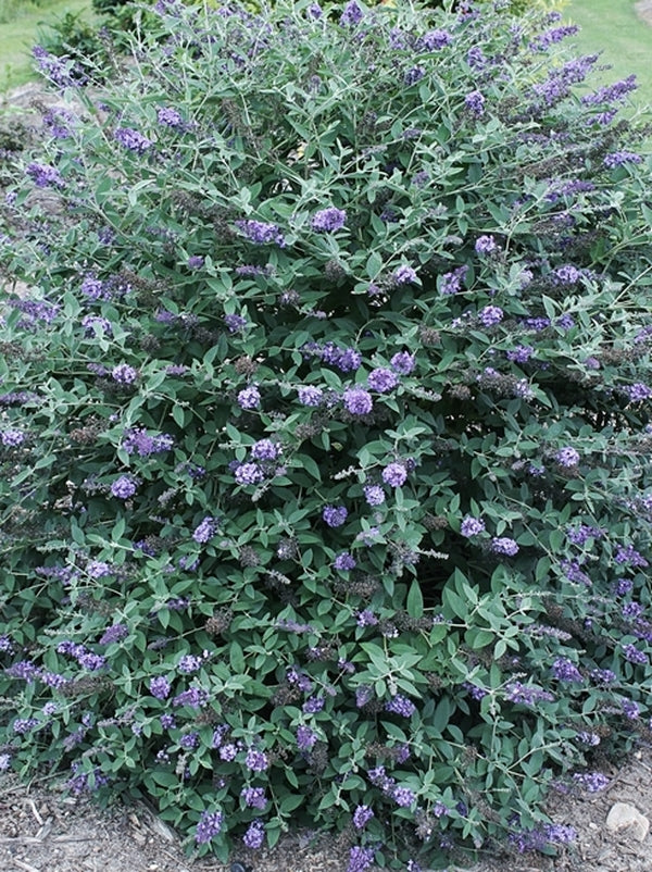 Image of Buddleia 'Blue Heaven' PP 22,069|Juniper Level Botanic Gdn, NC|JLBG