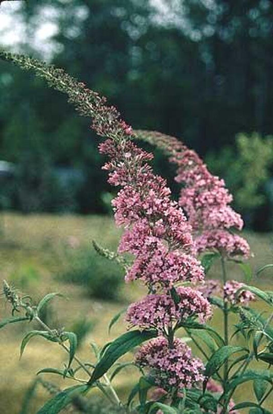 Image of Buddleia 'Pink Delight'|Juniper Level Botanic Gdn, NC|JLBG