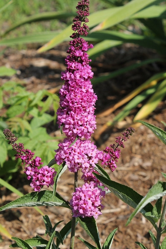 Image of Buddleia 'Pink Micro Chip' PP 26,547taken at Juniper Level Botanic Gdn, NC by JLBG