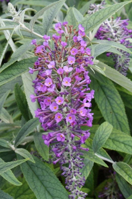 Image of Buddleia 'Purple Haze' PP 24,514|Juniper Level Botanic Gdn, NC|JLBG