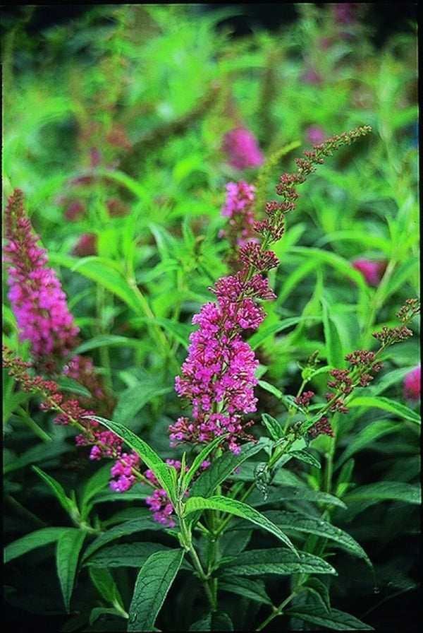 Image of Buddleia 'Summer Beauty'|Juniper Level Botanic Gdn, NC|JLBG