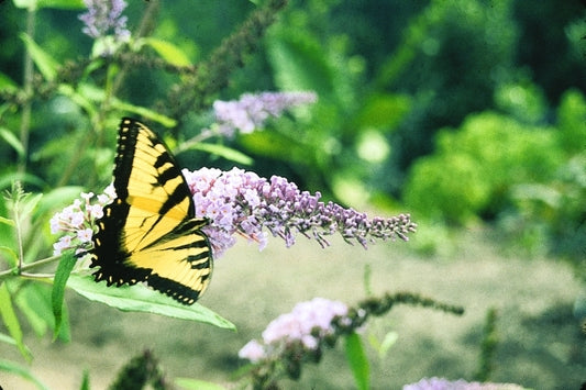Image of Buddleia davidii 'Bonnie'|Juniper Level Botanic Gdn, NC|JLBG