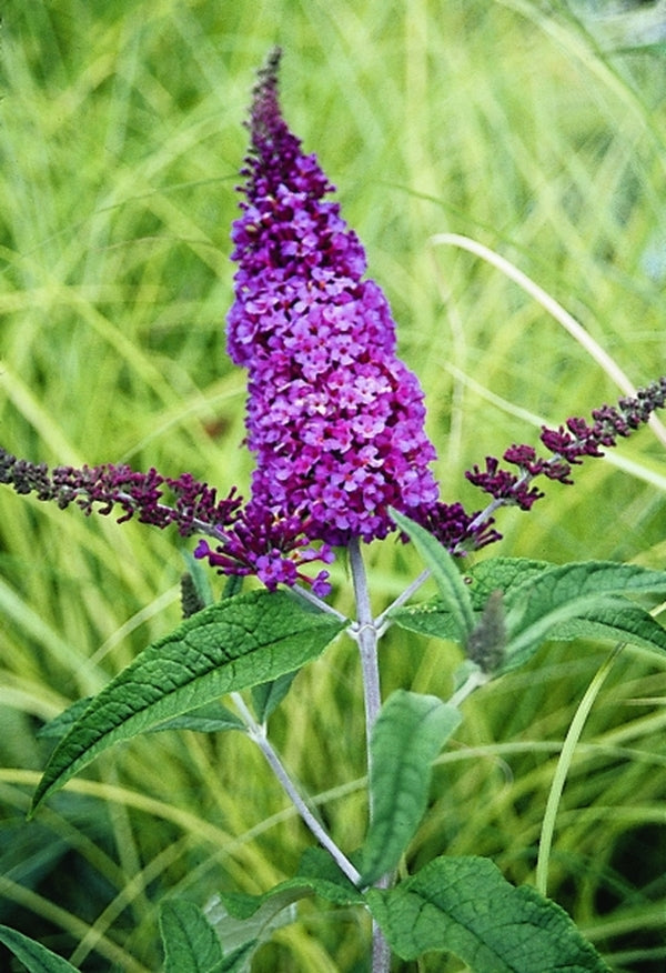 Image of Buddleia davidii 'Potters Purple'|Juniper Level Botanic Gdn, NC|JLBG