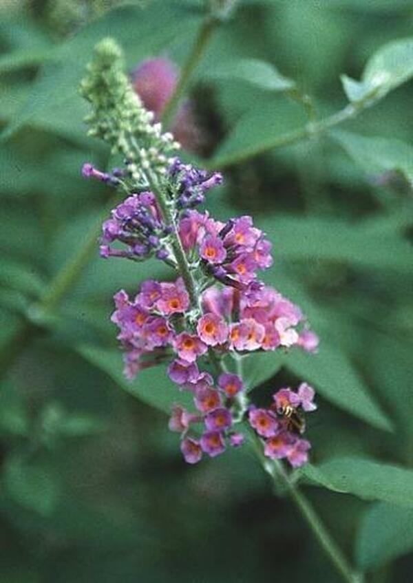 Image of Buddleia x weyeriana 'Bicolor'|Juniper Level Botanic Gdn, NC|JLBG