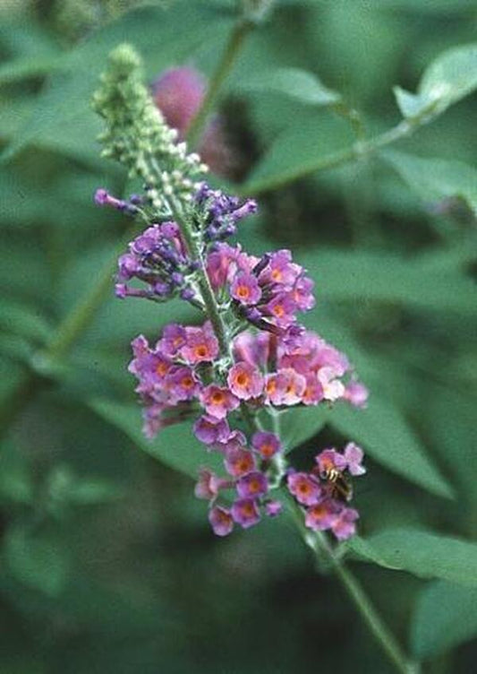 Image of Buddleia x weyeriana 'Bicolor'|Juniper Level Botanic Gdn, NC|JLBG