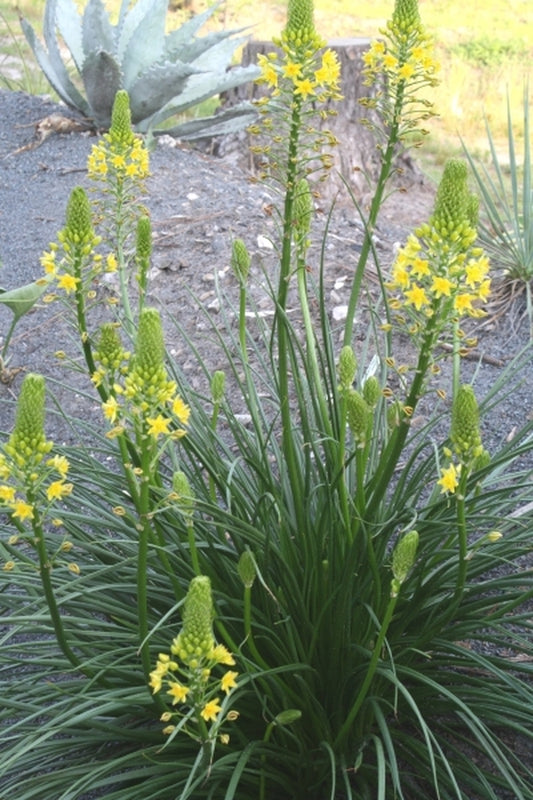 Image of Bulbine abyssinica 'Rhodes'|Juniper Level Botanic Gdn, NC|JLBG