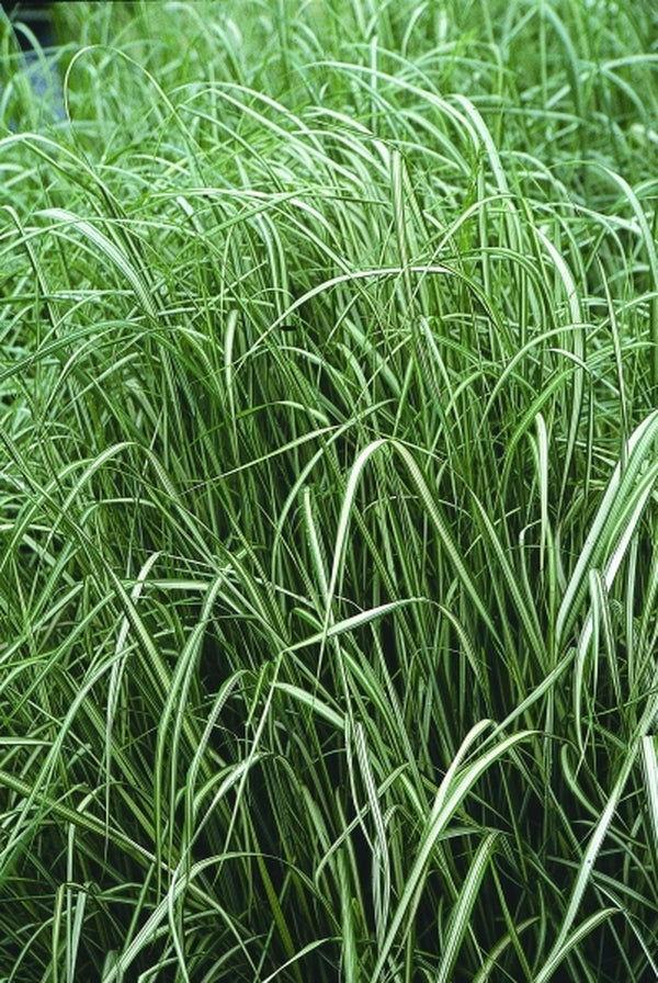 Image of Calamagrostis acutiflora 'Avalanche'|Juniper Level Botanic Gdn, NC|JLBG