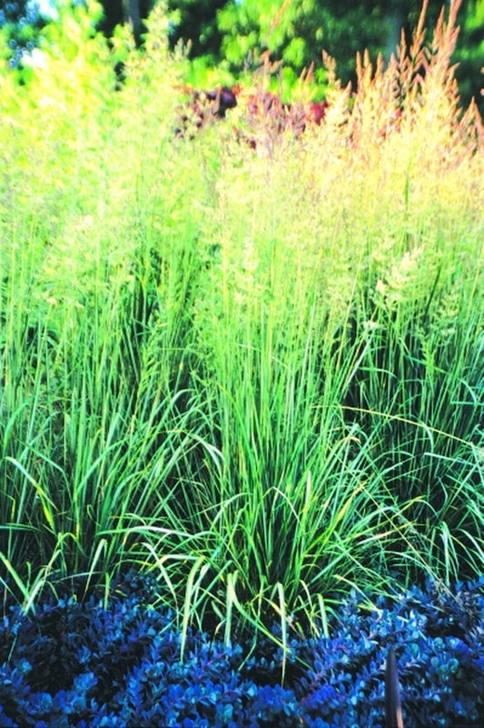 Image of Calamagrostis acutiflora 'Avalanche'|Juniper Level Botanic Gdn, NC|JLBG