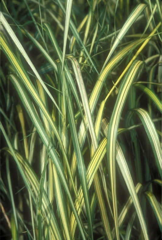 Image of Calamagrostis acutiflora 'Eldorado' PP 16,486|Juniper Level Botanic Gdn, NC|JLBG