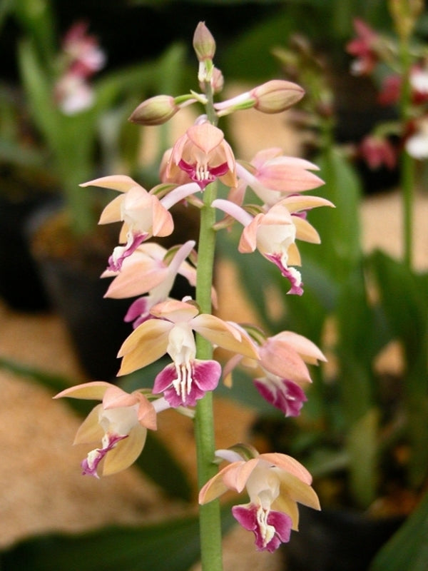 Image of Calanthe Hizen Hybrids|Japan|T. Izumi
