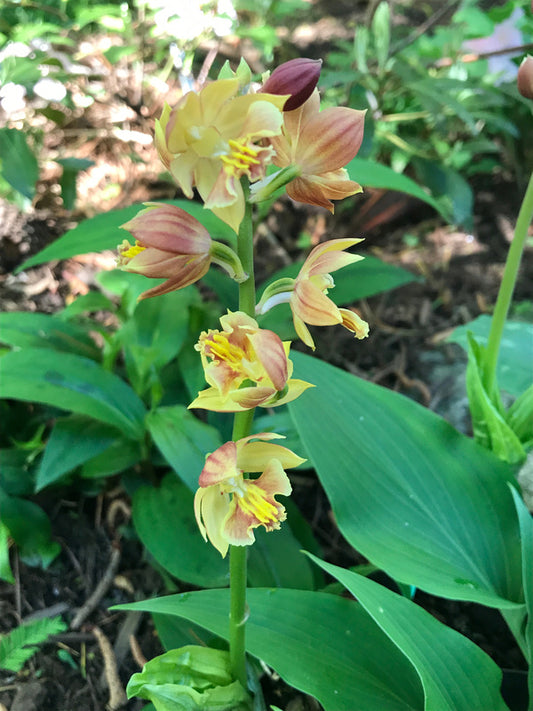 Image of Calanthe 'Kojima Orange'taken at Juniper Level Botanic Gdn, NC by C. Hardison