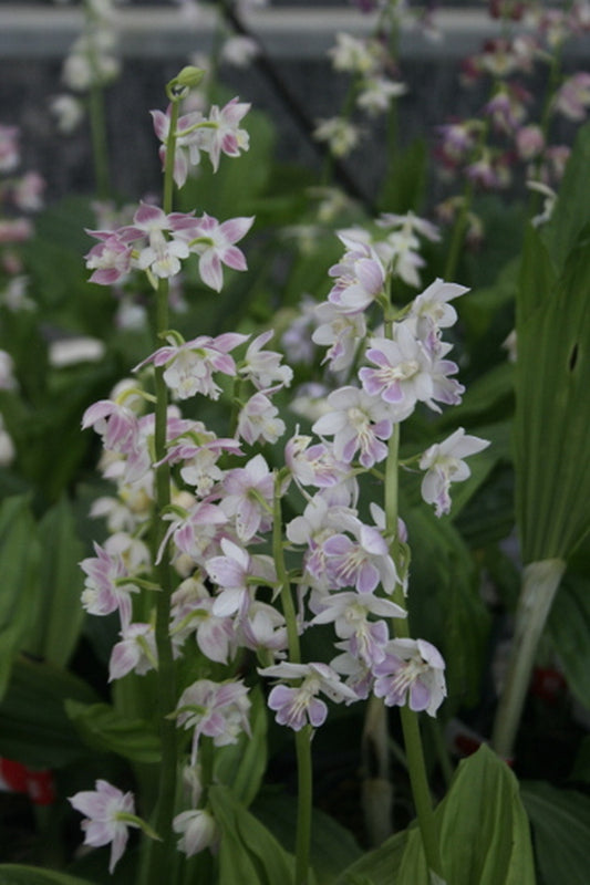 Image of Calanthe 'Kojima Pink'||T. Izumi