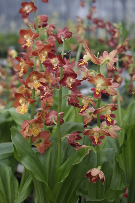 Image of Calanthe 'Kojima Red'taken at Japan by T. Izumi