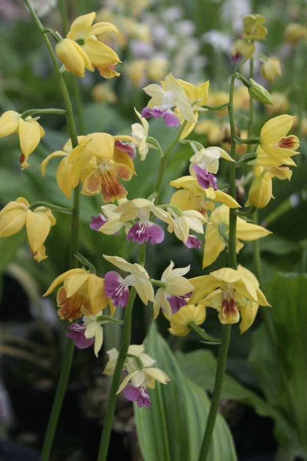 Image of Calanthe 'Kojima Yellow'taken at Japan by T. Izumi