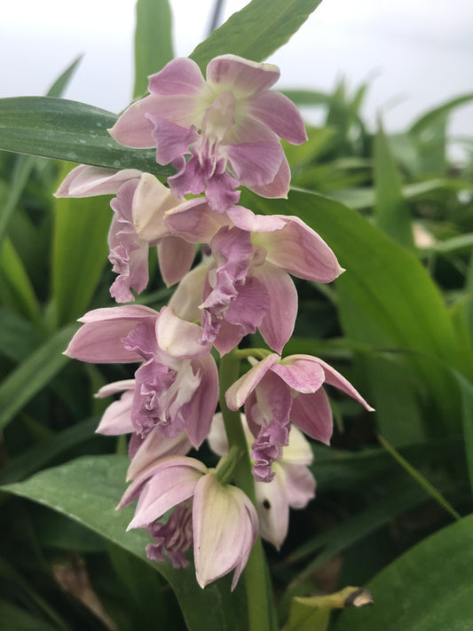 Image of Calanthe 'Pink Lipstics'|Juniper Level Botanic Gdn, NC|C. Hardison