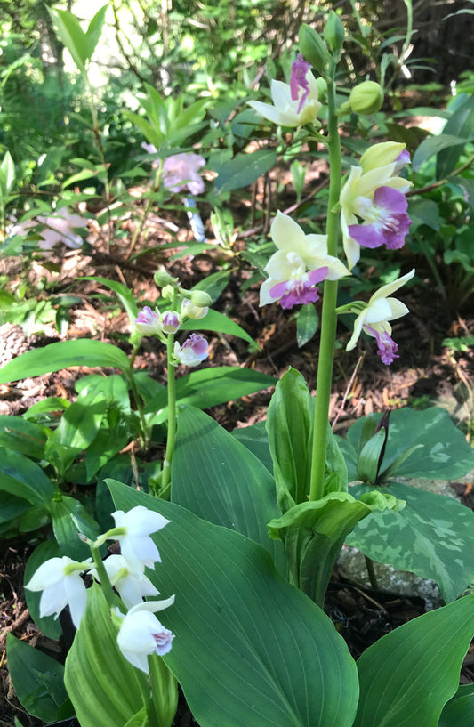Image of Calanthe 'White Lipstics'|Juniper Level Botanic Gdn, NC|C. Hardison