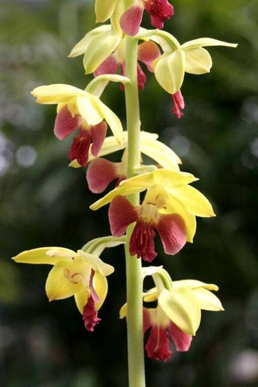 Image of Calanthe 'Yellow Lipstics'taken at Japan by T. Izumi