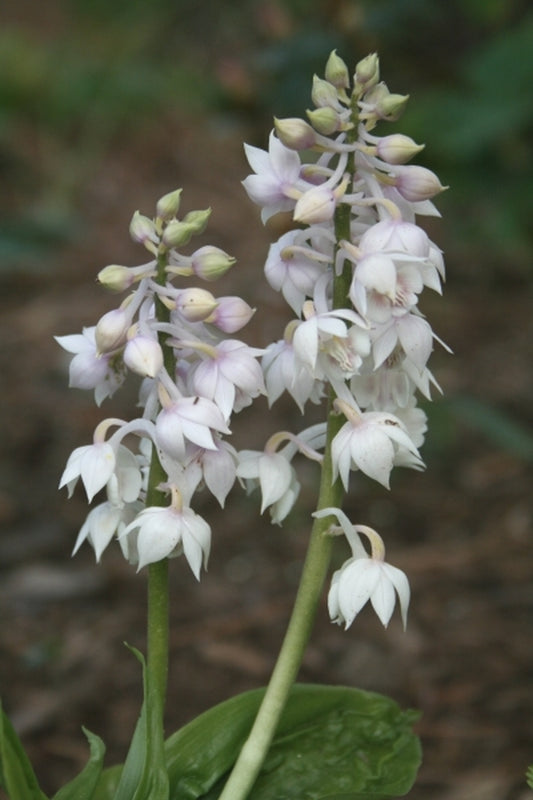 Image of Calanthe aristulifera|Juniper Level Botanic Gdn, NC|JLBG