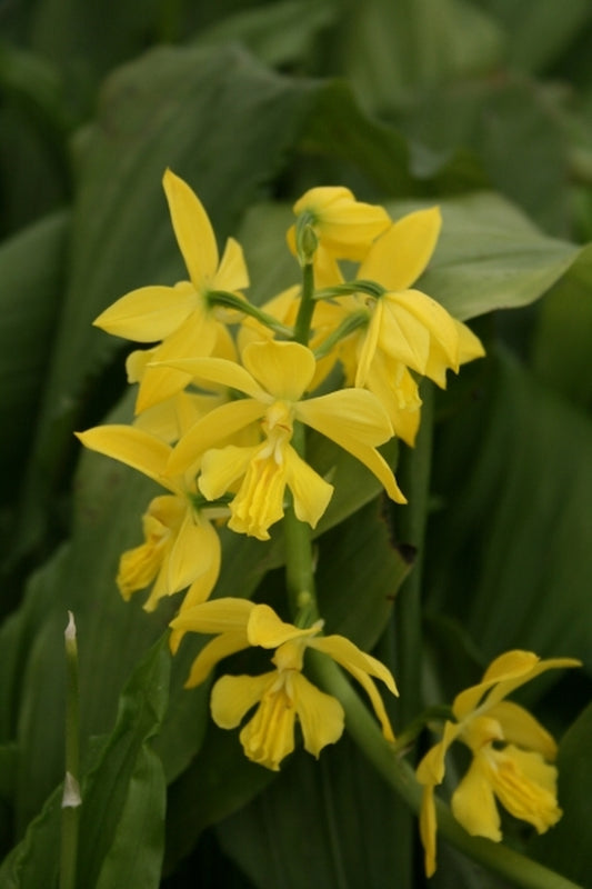 Image of Calanthe kawakamiense|Juniper Level Botanic Gdn, NC|JLBG