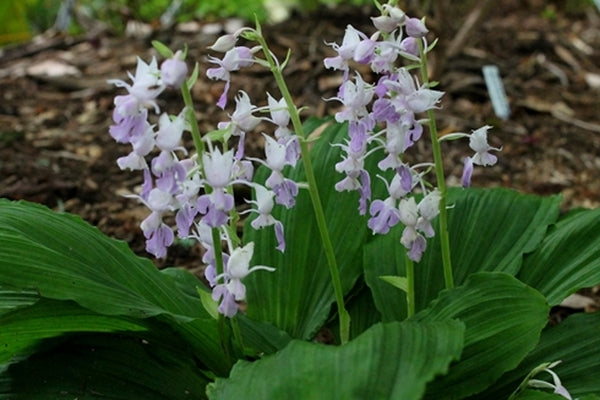 Image of Calanthe reflexataken at Juniper Level Botanic Gdn, NC by JLBG