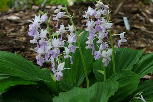 Image of Calanthe reflexataken at Juniper Level Botanic Gdn, NC by JLBG