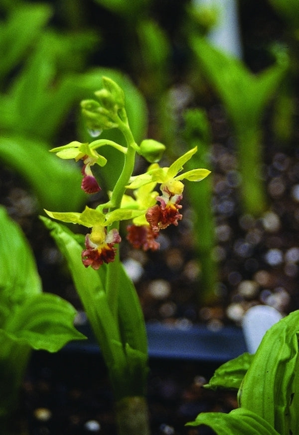 Image of Calanthe tricarinatataken at B. Yinger Gdn, PA