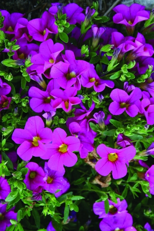 Image of Calibrachoa 'Minifamous Pink'|Juniper Level Botanic Gdn, NC|JLBG