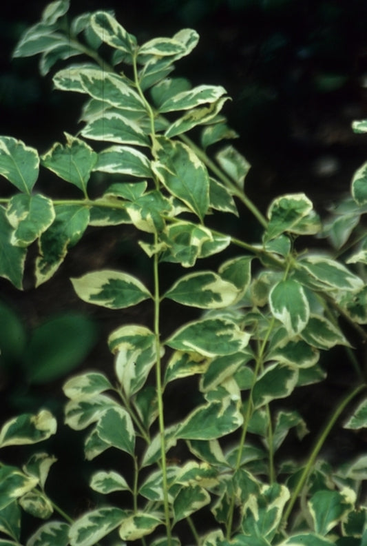 Image of Callicarpa dichotoma 'Duet'|J. Elsley Gdn, SC|