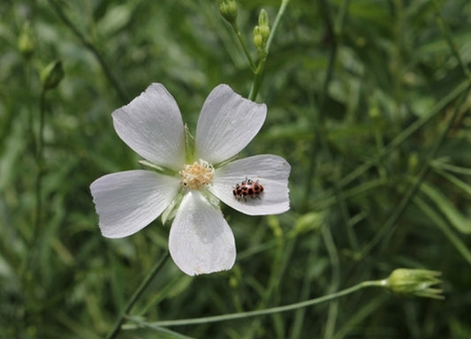 Image of Callirhoe alcaeoides 'Bama Belle'