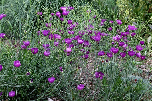 Image of Callirhoe digitata|Juniper Level Botanic Gdn, NC|JLBG