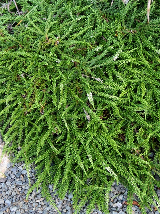 Image of Calluna vulgaris 'White Lawn'||