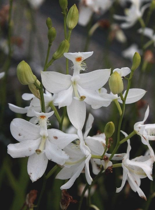 Image of Calopogon tuberosus 'Alba'|Juniper Level Botanic Gdn, NC|JLBG