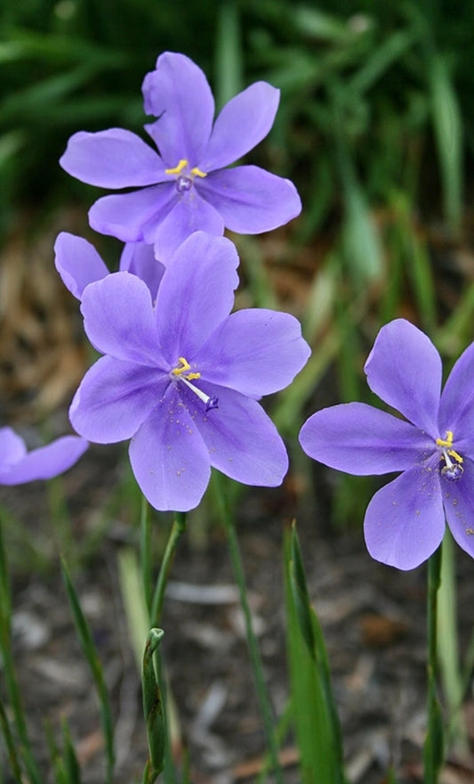 Image of Calydorea coelestinataken at Juniper Level Botanic Gdn, NC by JLBG